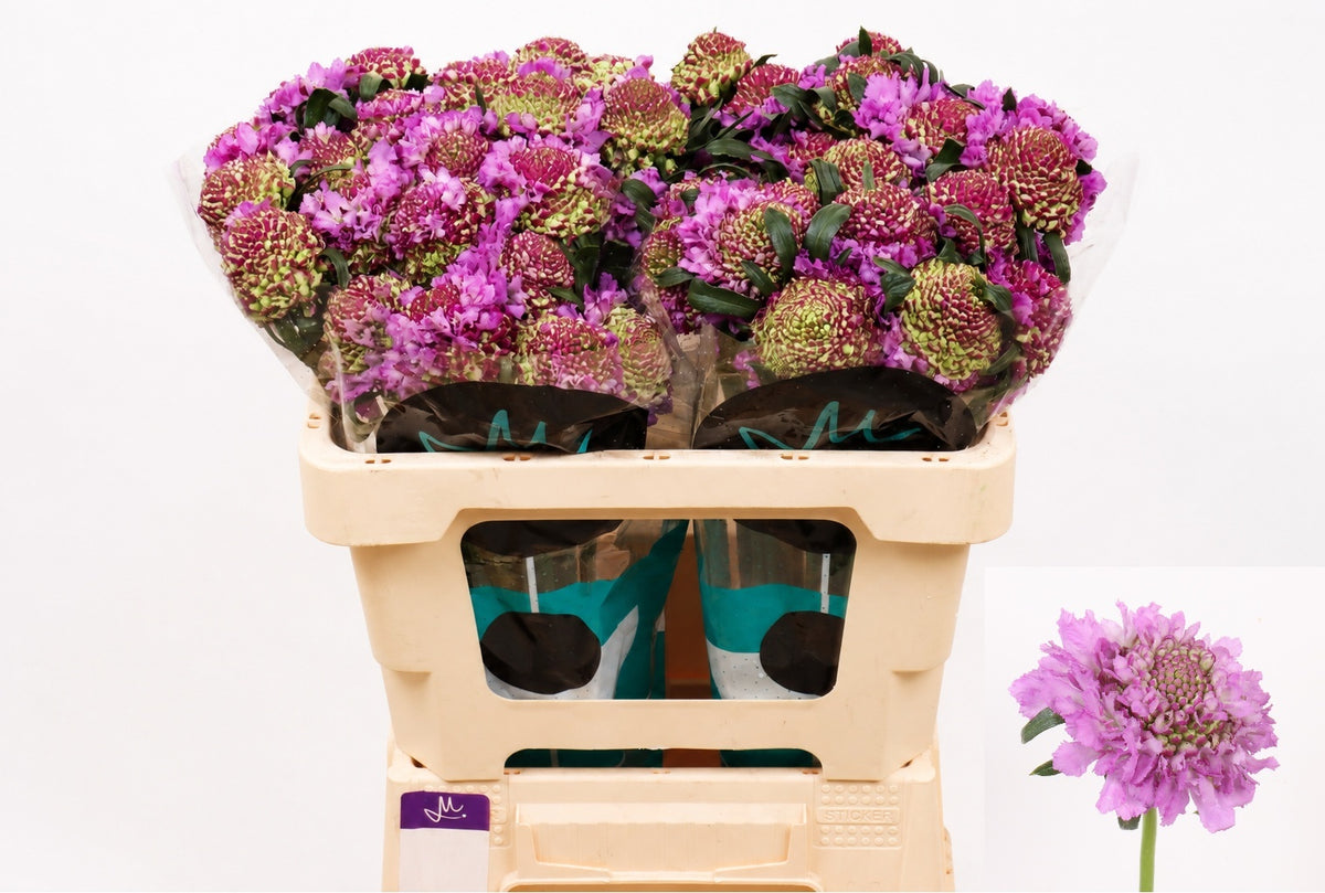 FeedSync:wholesale:b0d56f943c0def15014d8e006b0f0dad192b04cf