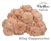 Spray Chrysanthemum - Chrysanthemum (Indicum Grp) - Altaj Cappuccino