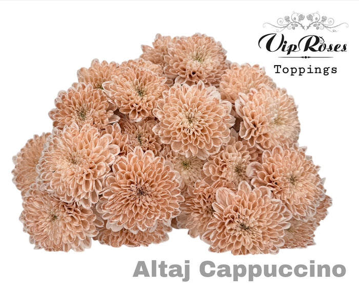 Spray Chrysanthemum - Chrysanthemum (Indicum Grp) - Altaj Cappuccino