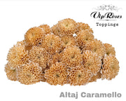 Spray Chrysanthemum - Chrysanthemum (Indicum Grp) - Altaj Caramello