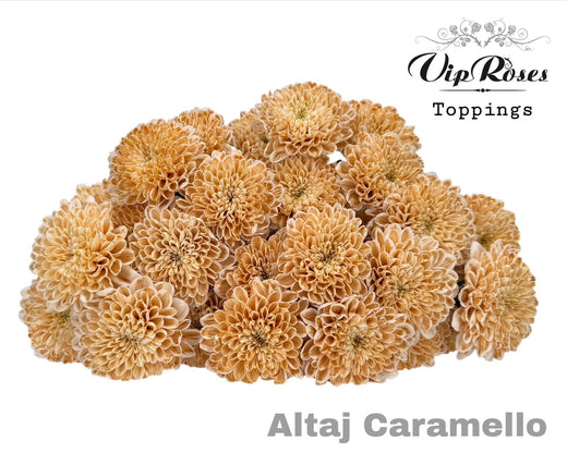 Spray Chrysanthemum - Chrysanthemum (Indicum Grp) - Altaj Caramello