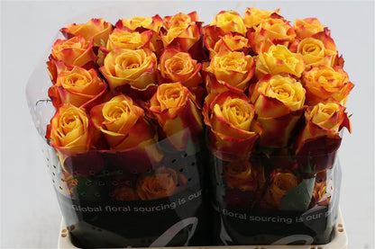 FeedSync:wholesale:8ecc9c06c1af8ca42355aa1cf11929c439e8be33