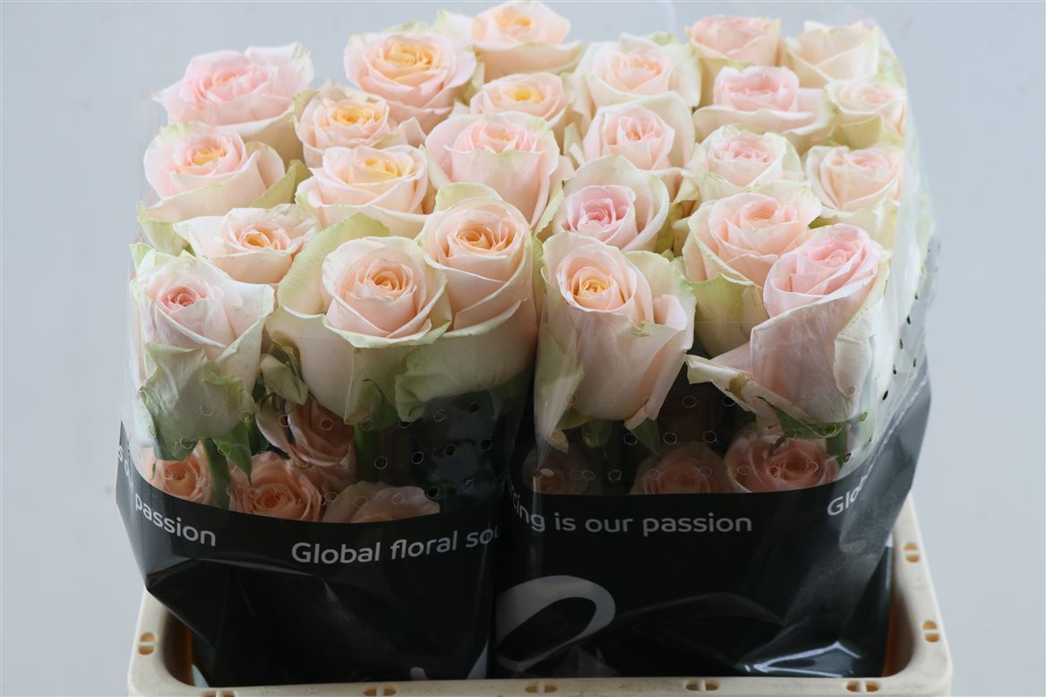 FeedSync:wholesale:477a3ace01c238dfa5f97cda7a7a1890125ff455
