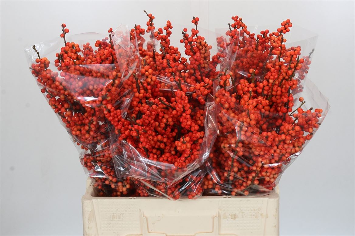 FeedSync:wholesale:97f2e32ac30fc03a9162b342f7475095d9a271be