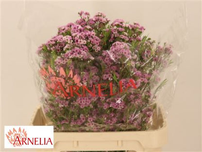 FeedSync:wholesale:50f9b5060e7f368aac151b14f8a37db8418da8ca
