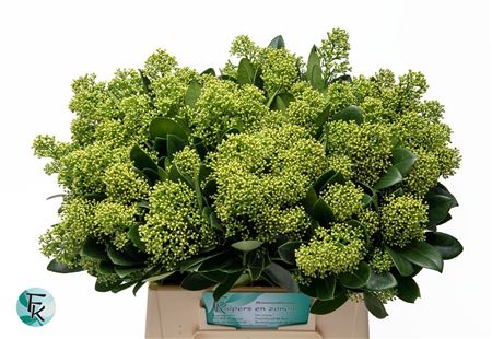 FeedSync:wholesale:c5e9e91fa74995ec7920f4e58cec0a386b77fe4f