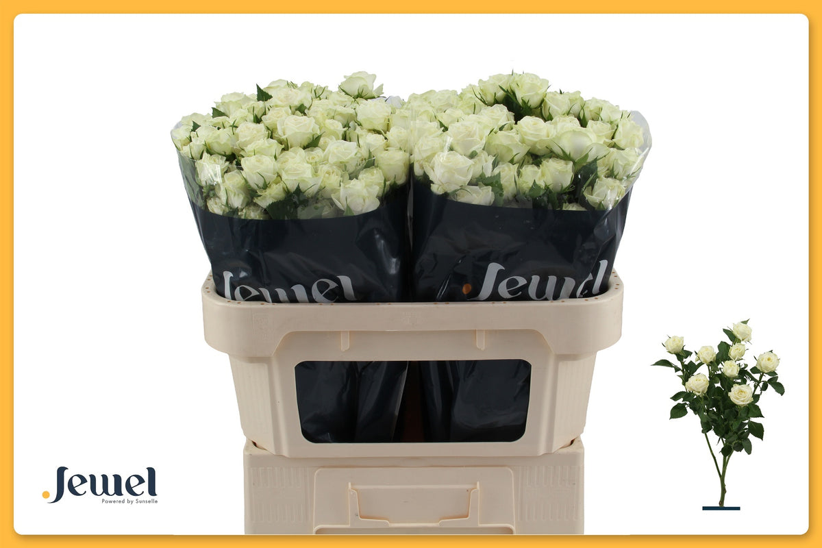 FeedSync:wholesale:4c7401b4e6b6f7042f77f38701265f67bf40f508