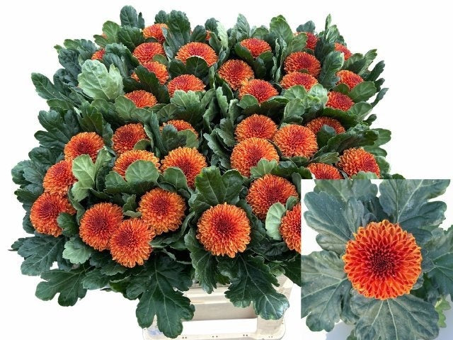 FeedSync:wholesale:30954a5b5639ff3a4541543542df0cb001618433