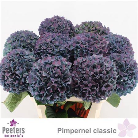 FeedSync:wholesale:928e36cbb3303a7245696923cf5bcfeacc0615f0