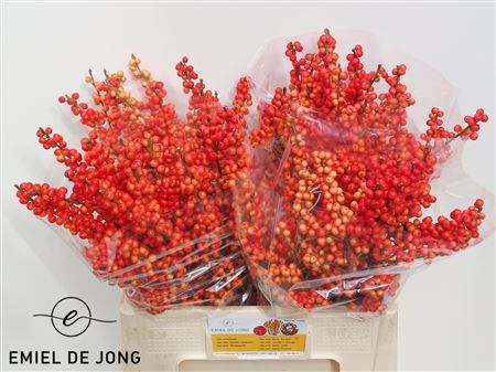 FeedSync:wholesale:60575b5b9b2772631644f3fa577e5a1a6db8e4e8