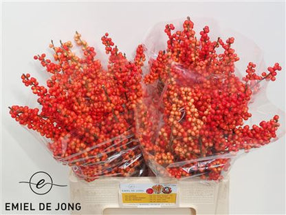 FeedSync:wholesale:60575b5b9b2772631644f3fa577e5a1a6db8e4e8