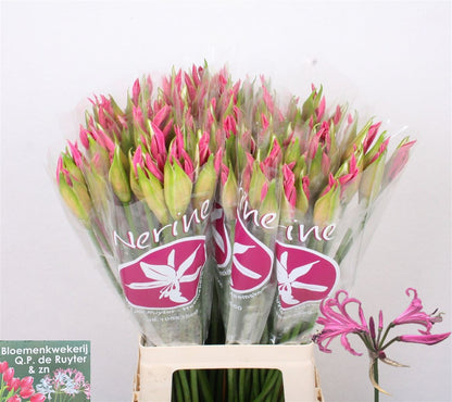 FeedSync:wholesale:2265397b12caf6e201e37c20f53ad8442fb1ed8a