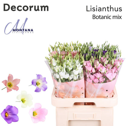 FeedSync:wholesale:a7f3a63fdd6d3d3d42d56b7e3b721bf7b48d0801