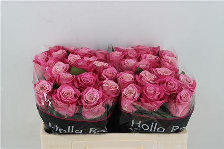 FeedSync:wholesale:583383e3a68b747440dfe2f98acdf850e4ce3685