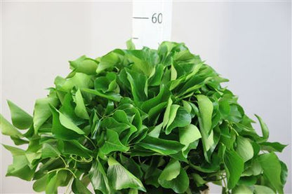 FeedSync:wholesale:ae6d517f3f9b7a6a527c162692dd6978c1a4a6ee