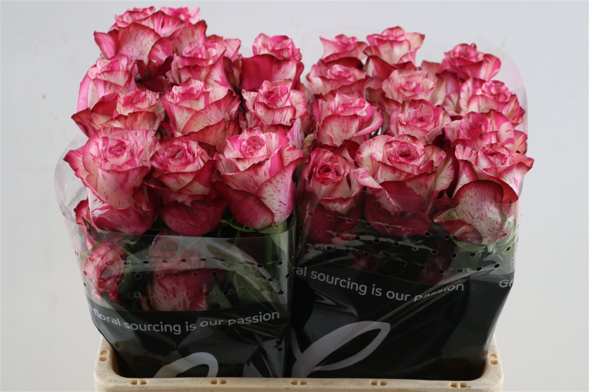 FeedSync:wholesale:19cd0c02a34b30a5a3e077ce5073b2d03801e248