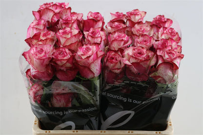 FeedSync:wholesale:19cd0c02a34b30a5a3e077ce5073b2d03801e248