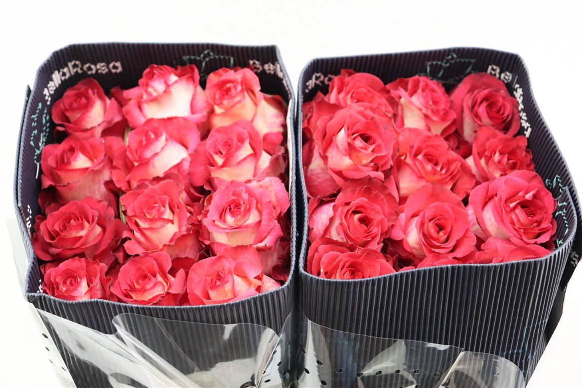 FeedSync:wholesale:d33b620fc2f10c2f86d7c9073f1b663d6ba16d49