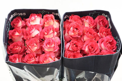 FeedSync:wholesale:d33b620fc2f10c2f86d7c9073f1b663d6ba16d49