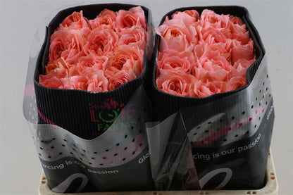 FeedSync:wholesale:80f862682a91303e08640776213a7eec0489d0b8