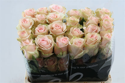 FeedSync:wholesale:2bda00840e44525e88c7bb5df53d516f10027e89