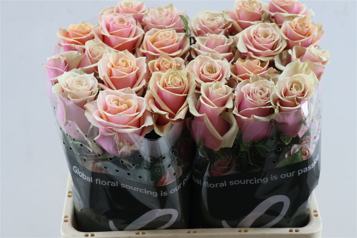 FeedSync:wholesale:3d0fb504e3d4e285b17ab1f38e4ca0ca4f24b622
