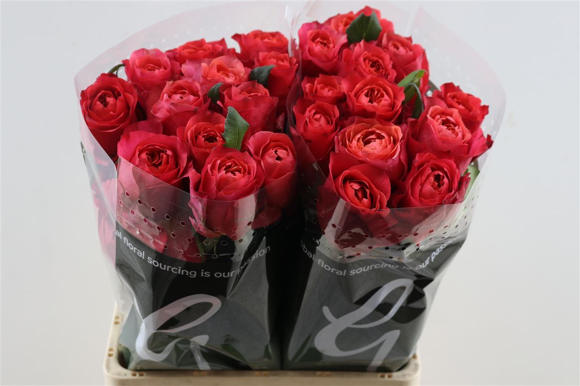 FeedSync:wholesale:46495fd5f2fcc17cd22633342fbab63a546a88b0