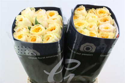 FeedSync:wholesale:bcbb14ba21fcaa500bcff31cabf20850a333b687