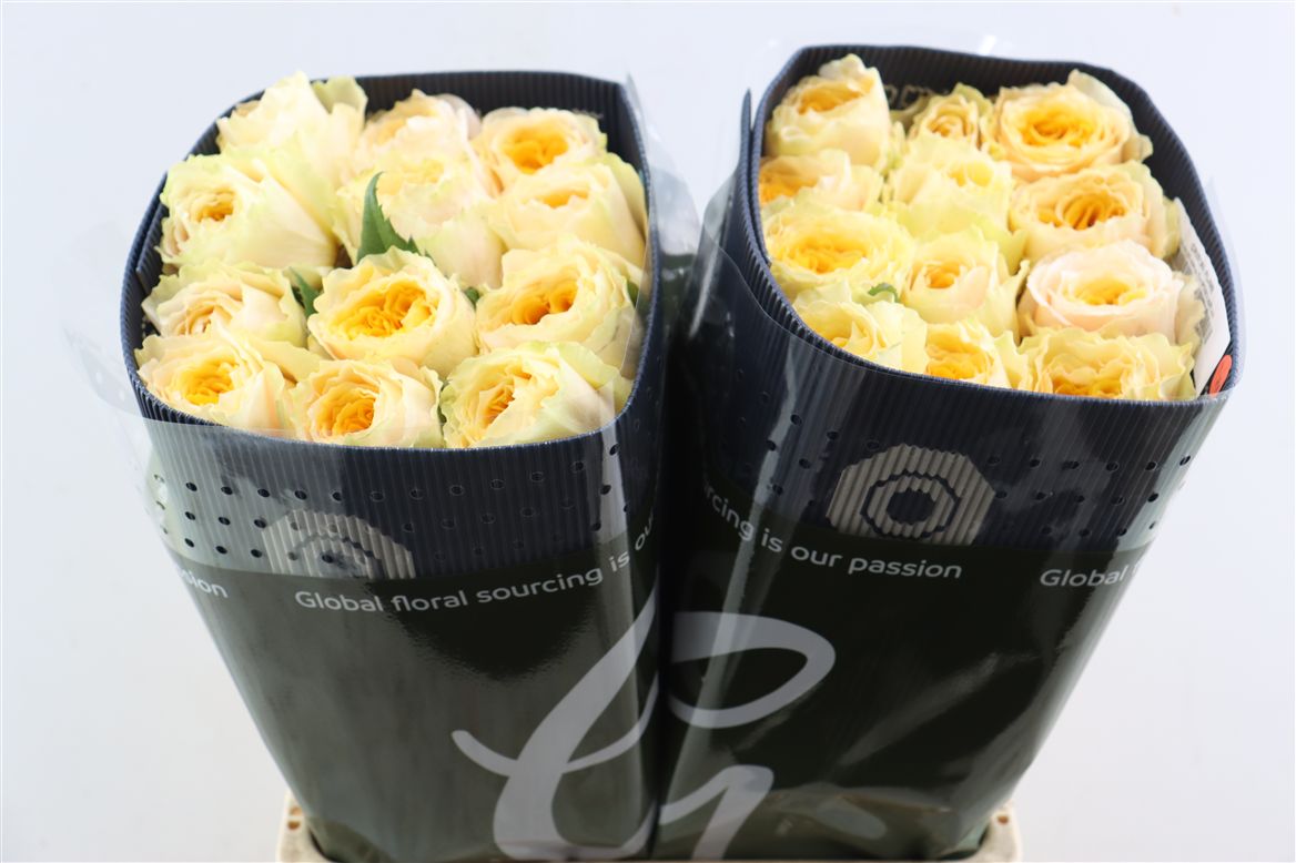 FeedSync:wholesale:560f959c5524d1d4cc70980d0aceef0772599f7c