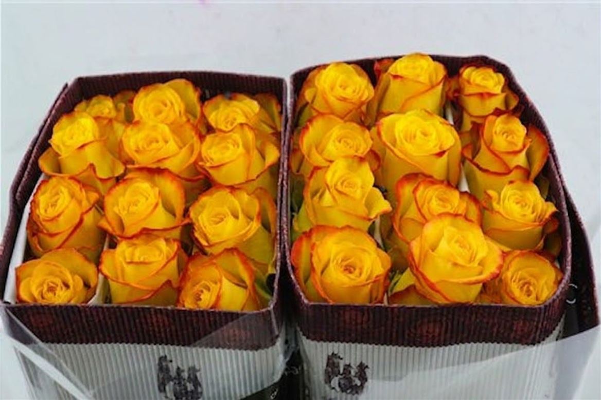 FeedSync:wholesale:8c889f87533b2b6ed250000c7578551f3f848ae0
