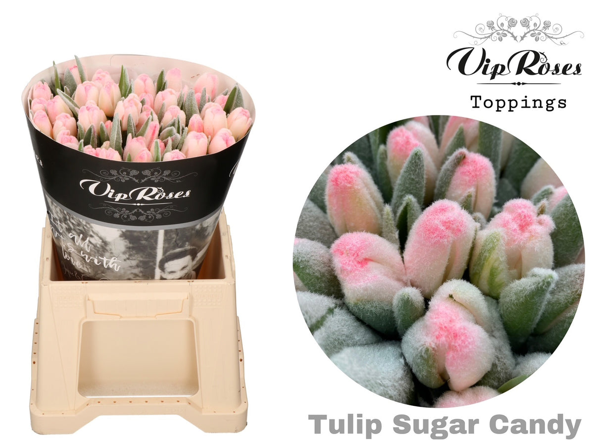 FeedSync:wholesale:502c89cfb2771a36b633c07944b977adb0d737ec