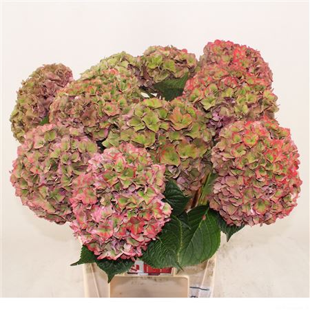 FeedSync:wholesale:38c4c790b281bd09a4da45313e55996ed38dfa49
