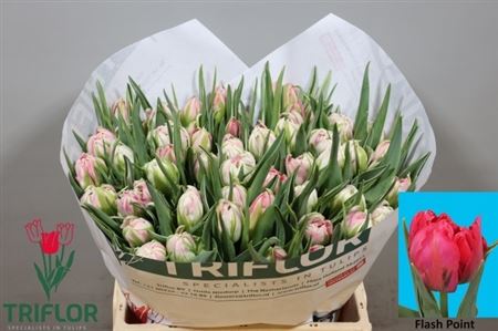 FeedSync:wholesale:530a5dabf2eeacb30d946fbaa11e64d7e60723b5