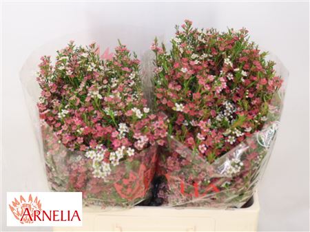 FeedSync:wholesale:6b79a361456e07b12e3608831795ec1e8bf03be4