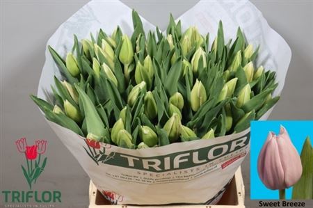 FeedSync:wholesale:3a0390c33035e419e4f59d5f456b49412314e8c4