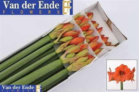 FeedSync:wholesale:5aa06fbca522de566ecc34c291f01d3b667ad506