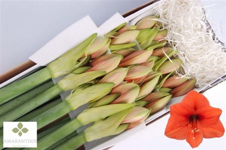 FeedSync:wholesale:bd119978d075ca298fc3dd5816d89fecafffb7ba