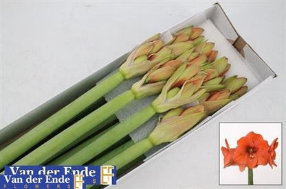 FeedSync:wholesale:52ced86e52a518d253882862da6c4798b4e84917