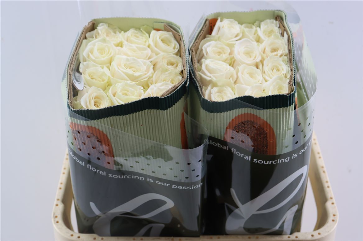 FeedSync:wholesale:81533c8ac8814edaa9f731fce5355120e8749130