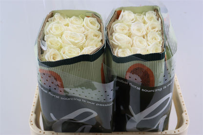 FeedSync:wholesale:81533c8ac8814edaa9f731fce5355120e8749130