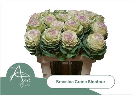 FeedSync:wholesale:49e97bd7bfad43c46c5a12a84f4572226d0a8805