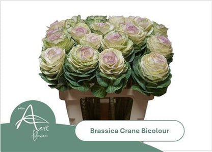 FeedSync:wholesale:49e97bd7bfad43c46c5a12a84f4572226d0a8805