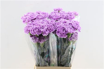 FeedSync:wholesale:7cd2bb1157b3e2713ee6c90b543ddab25f2235df