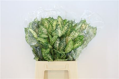 FeedSync:wholesale:8affc29bf0fbfceeb26abc1ea312e7ad1a2a61ec