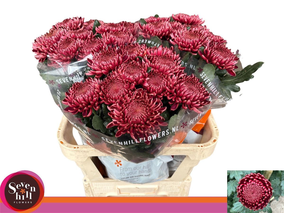 FeedSync:wholesale:6ffb061396c94be29429a754bec6038071dc582b