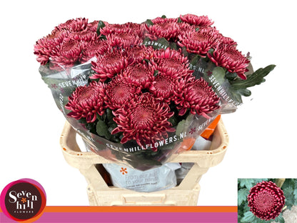 FeedSync:wholesale:6ffb061396c94be29429a754bec6038071dc582b