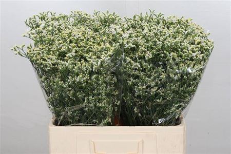 FeedSync:wholesale:0bf89a252703eae5985096f9c9fc612c1d040018