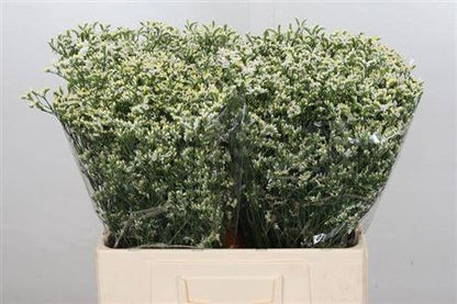 FeedSync:wholesale:0bf89a252703eae5985096f9c9fc612c1d040018