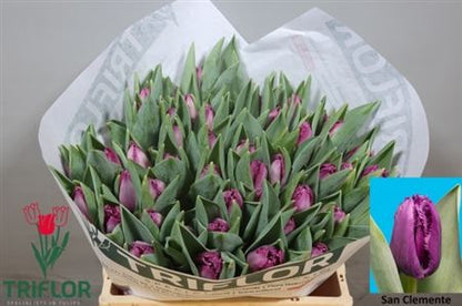 FeedSync:wholesale:70864b7f95bd0f06b586d14dc465715edc69f831