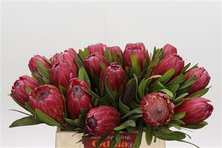 FeedSync:wholesale:1bb8dba46730460fc3a832e0afa01e3e95fdff8d